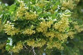 How Long Does It Take for a Linden Tree to Bloom? A Complete Guide